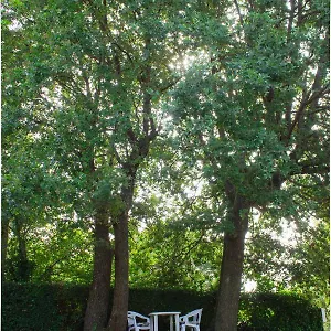 Twin Oaks Šišan